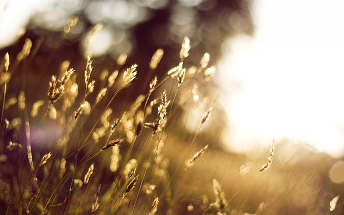 Golden grass stalks in soft sunlight