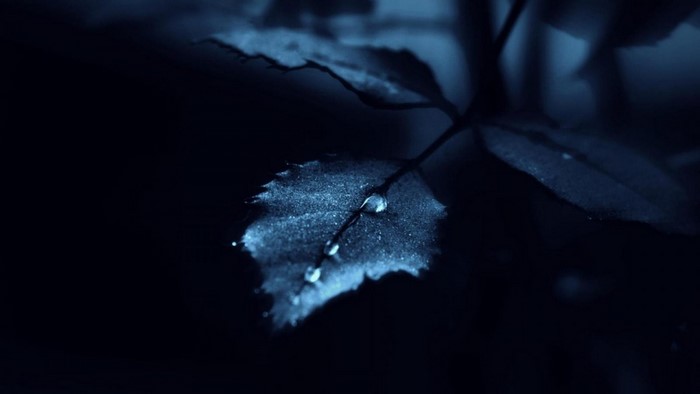Close-up of a dark leaf with water drops
