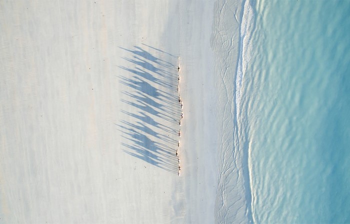 Aerial view of camels casting long shadows on a white sand beach next to turquoise water
