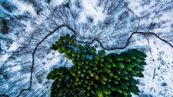 Aerial view of a forest with snow and green trees