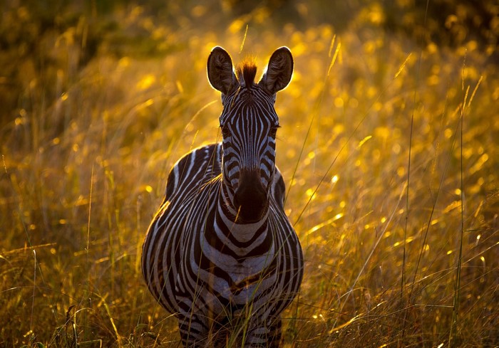 Zebra standing in tall grass at sunset
