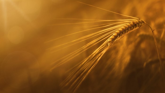 Close-up of a golden wheat or barley stalk in sunlight