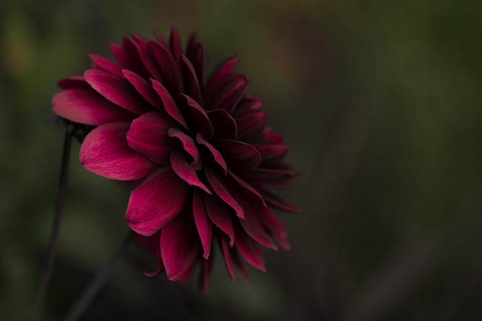 Close-up of a dark red dahlia flower