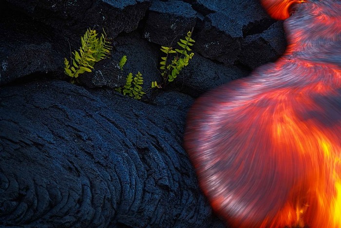 Flowing Red Lava Over Volcanic Rock with Green Ferns