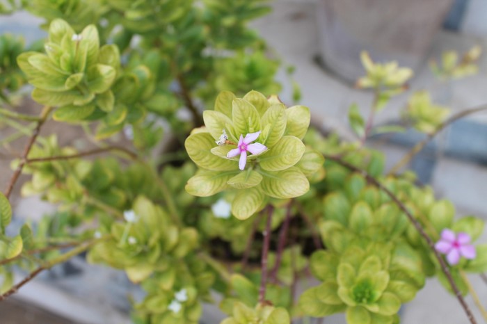 Green plant with small pink flowers