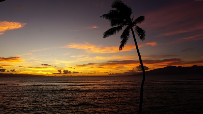 Sunset over the ocean with a palm tree in Maui, Hawaii 4K