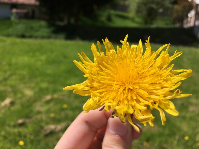 Yellow dandelion flower held in a hand outdoors
