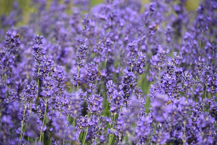 Field of purple lavender flowers with bees