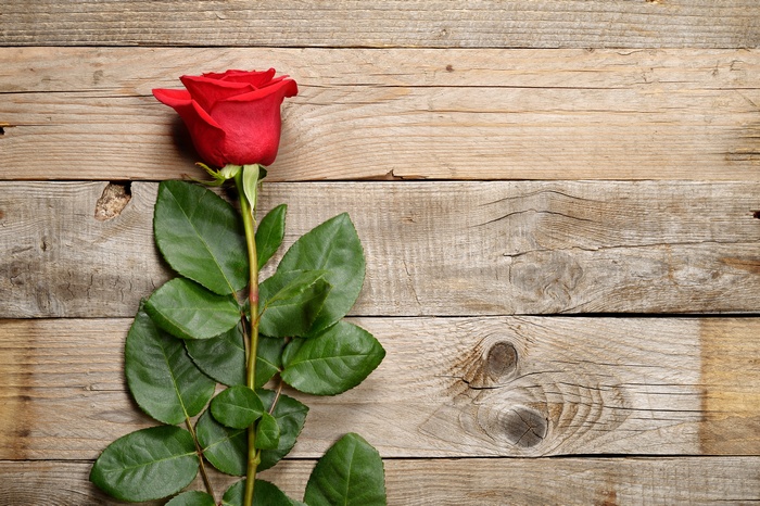 Red rose on a wooden background