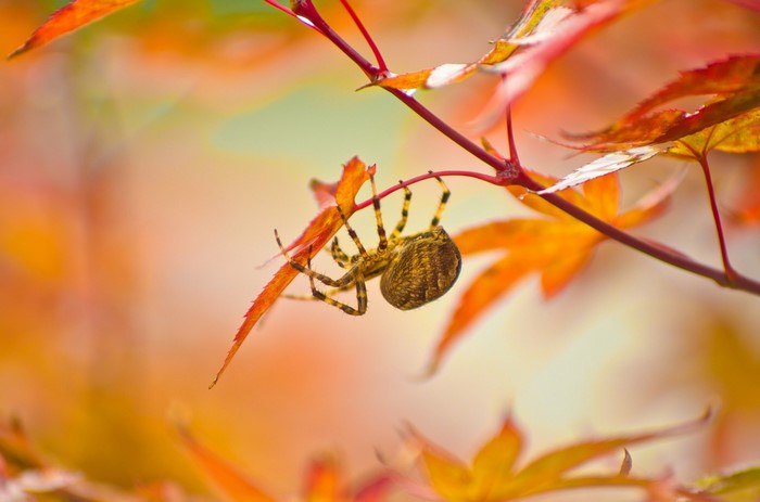Spider hanging from a branch with autumn leaves