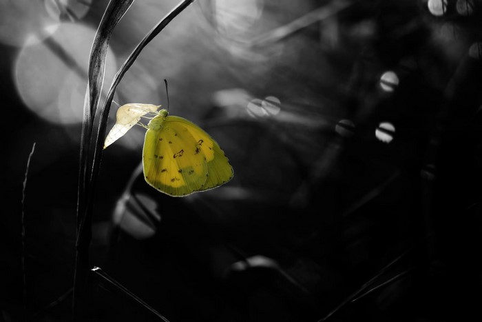 Yellow butterfly on a plant stem with bokeh background