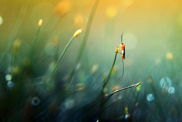 Macro photography of an insect on grass with bokeh