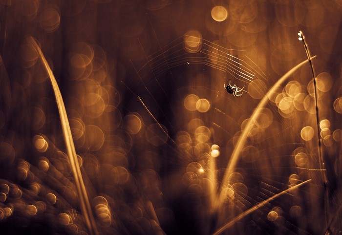 Spider on a web with bokeh background
