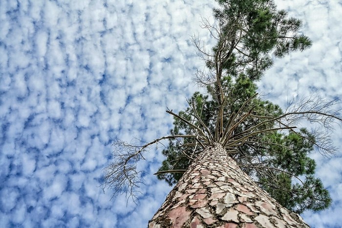 Pine tree against a cloudy sky