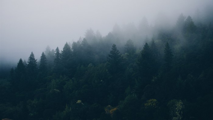 Misty forest on a hill with tall trees