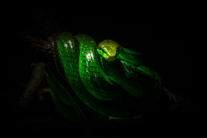 Green snake coiled on a branch in darkness