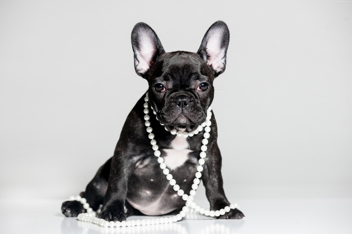 French Bulldog Puppy Wearing Pearls
