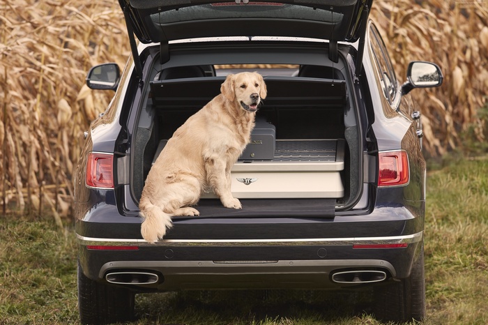 Golden Retriever in a Bentley Bentayga Field Sports