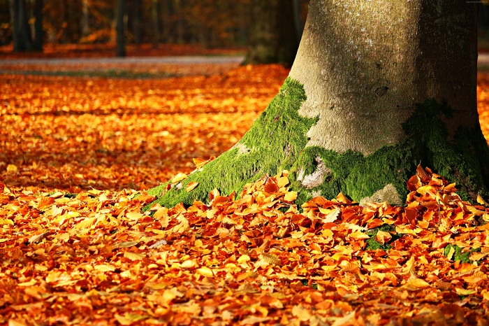 Tree trunk covered in moss with autumn leaves on the ground