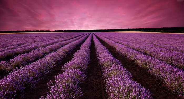 Lavender field in Provence, France at sunset