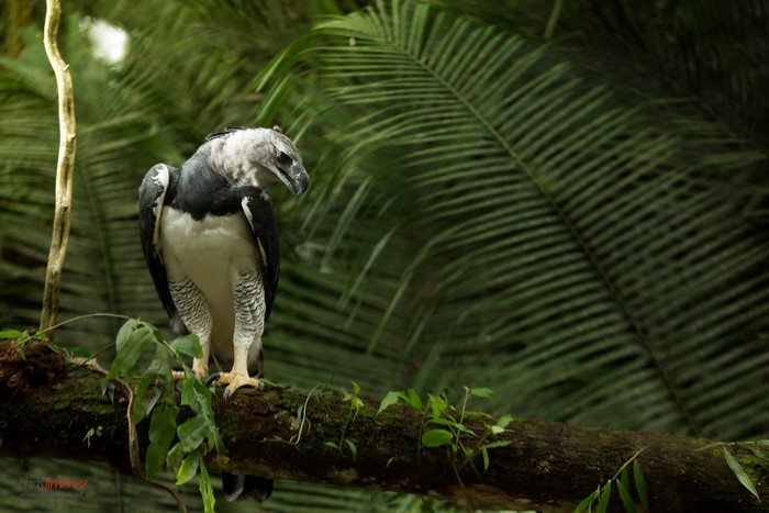 Harpy eagle perched on a mossy branch in a rainforest