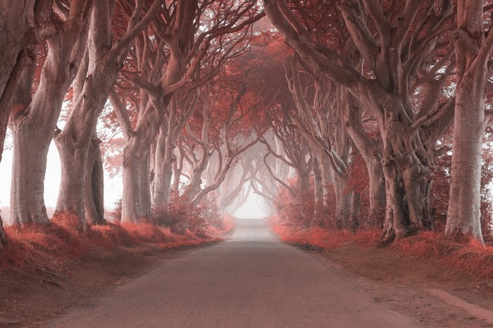 Road through a tunnel of trees with red leaves