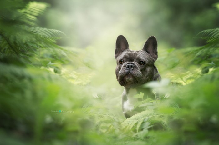 French Bulldog peeking through ferns in a forest