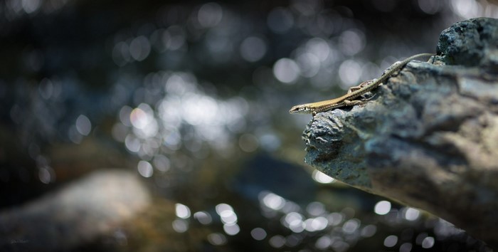 Lizard on a rock near water with bokeh