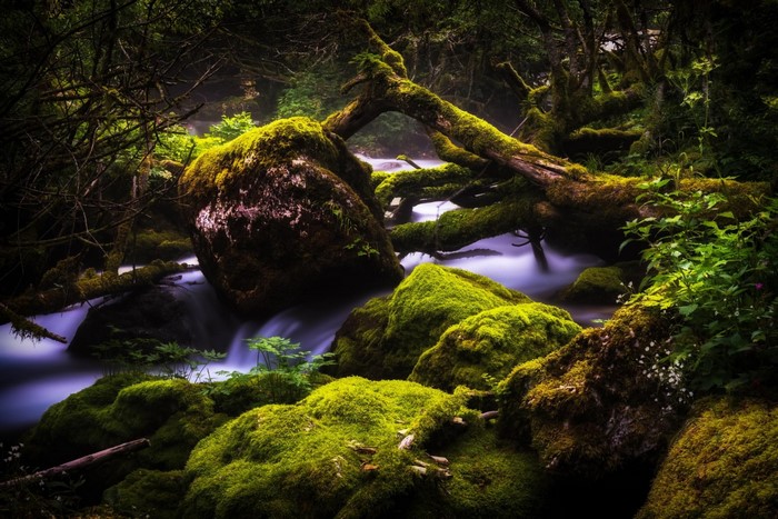 Moss-covered rocks and fallen trees in a forest stream