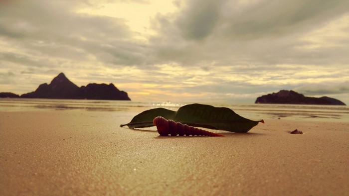 Seashell and leaves on a beach at sunset