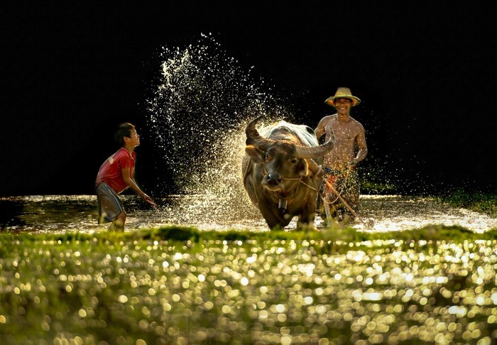 Boy and farmer bathing a water buffalo in a pond