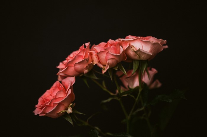 Pink roses with dark background and shallow depth of field