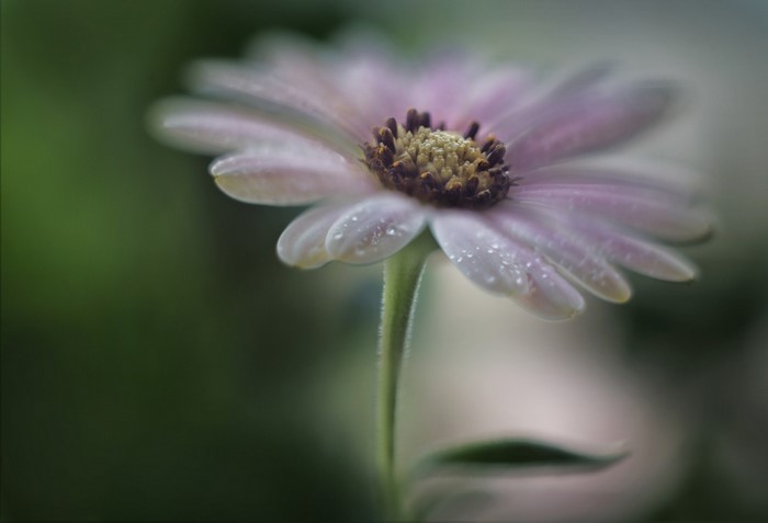 Leaves Depth Of Field Flowers Nature Photography Water Drops