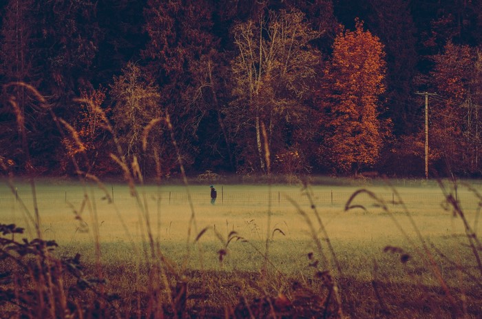 Person walking in a misty autumn field with trees