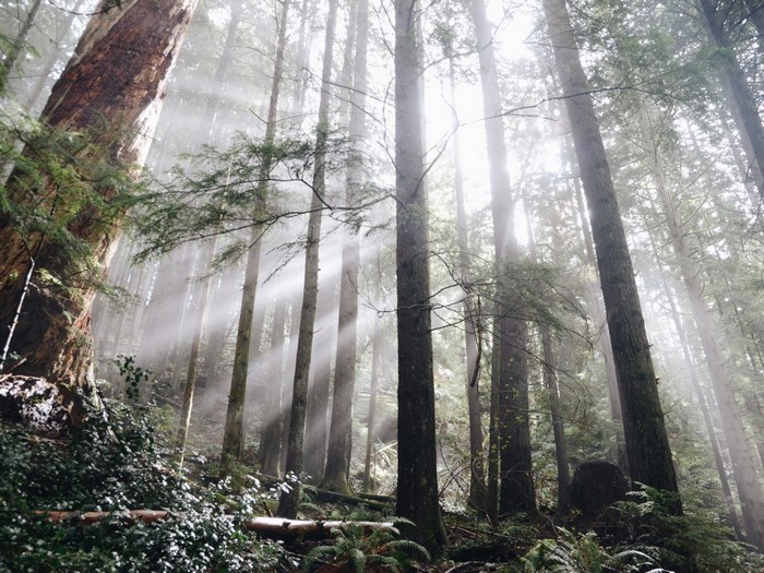 Sunlight filtering through trees in a forest