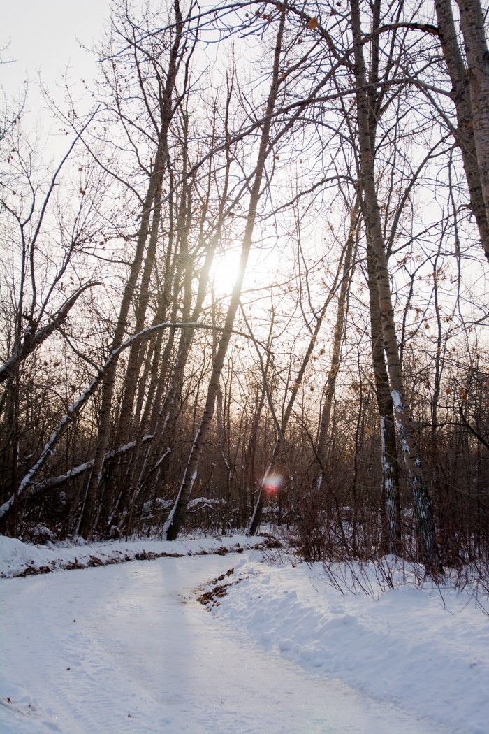 Snowy forest path with sun shining through trees