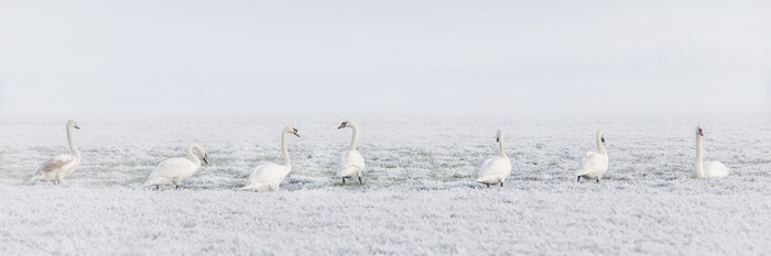 Swans in a snowy field during winter