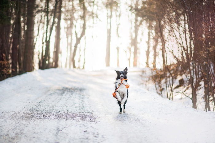 Border Collie running in snow with toy