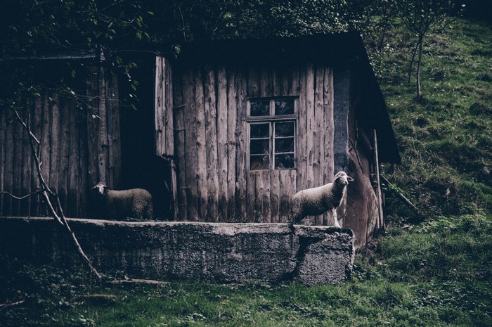 Two sheep near a wooden shed on a grassy hill