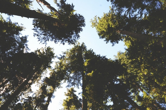 Looking up through tall trees towards the sky