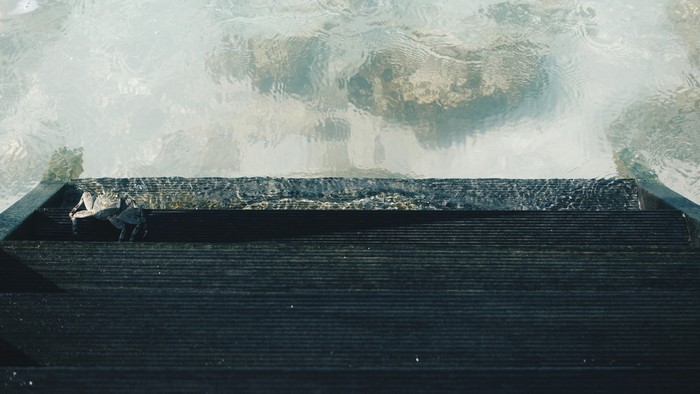 Crab on wooden steps by the sea