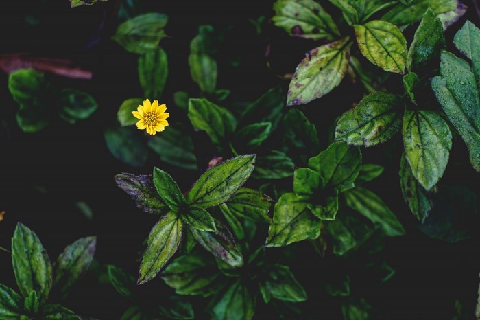 Yellow flower among green leaves with water droplets