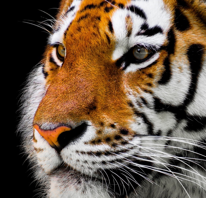 Close-up of a tiger's face in 4K