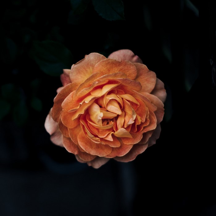 Close up of an orange rose with dark background