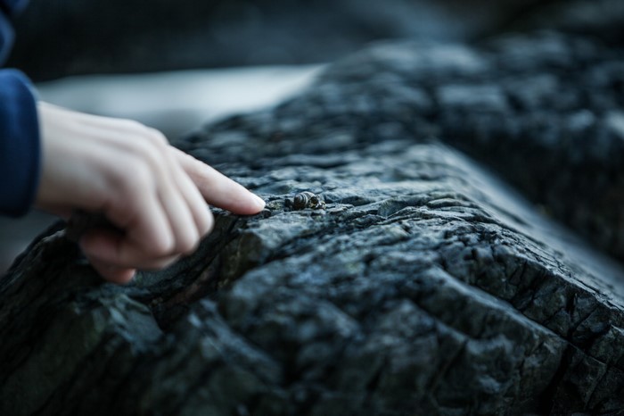 A child's hand points to a small snail on a rock
