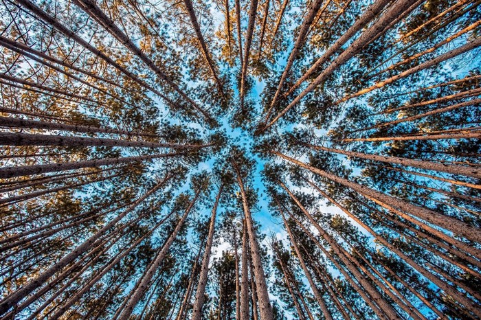 Looking up through tall pine trees towards the sky