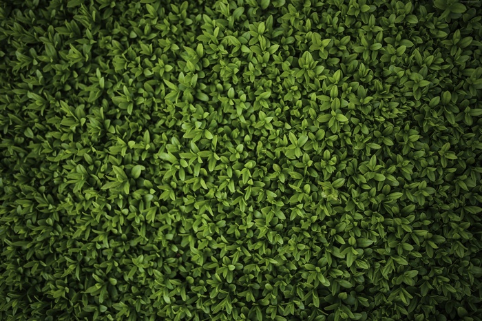 Green leaves texture 4K