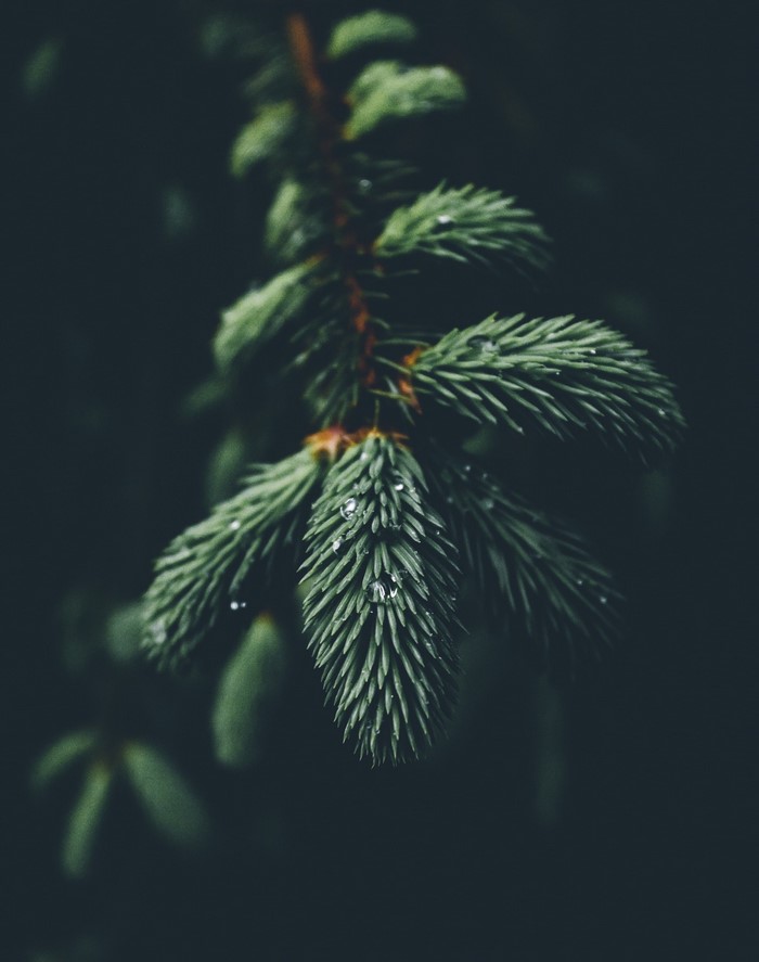 Close-up of a wet spruce branch with water droplets