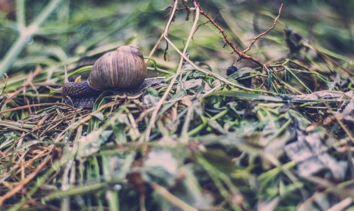 Snail on grass and branches