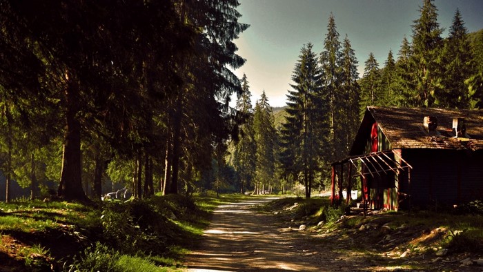 Dirt path through a forest with a cabin
